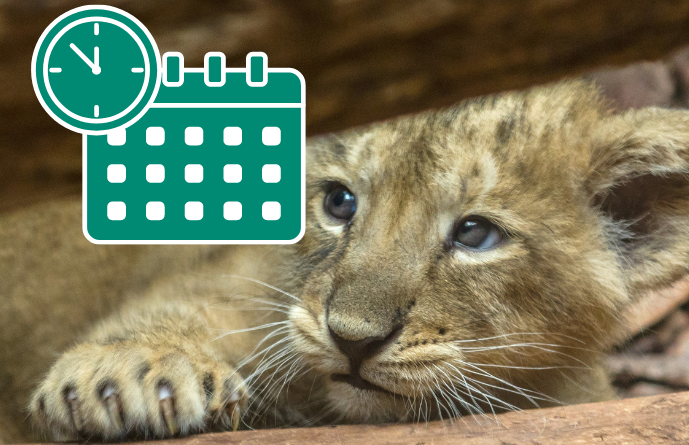 Rosto leaozinho olhando pra calendário